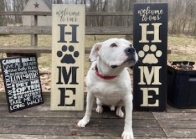 Three pet related wooden stenciled signs with American Bull Terrier